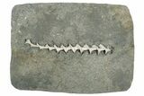 Archimedes Screw Bryozoan Fossil - Illinois #240553-1